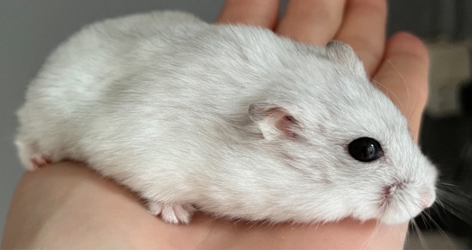 Hamster, Dværghamster , 0 år