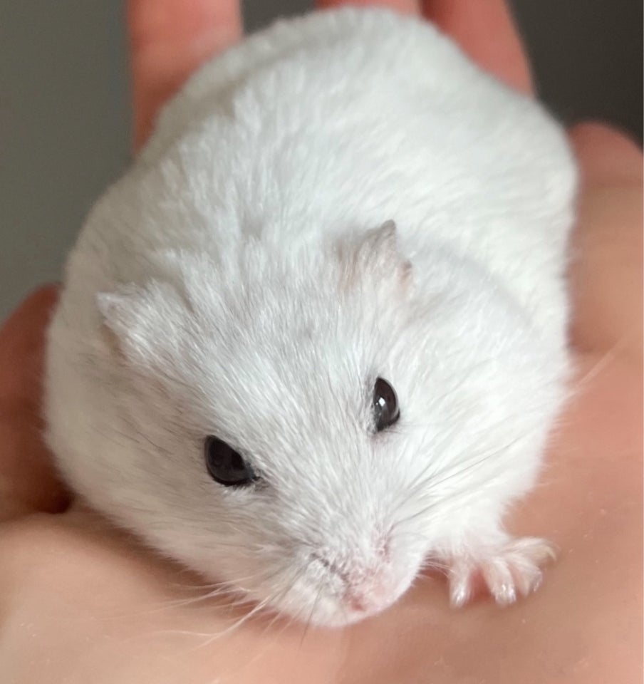 Hamster, Dværghamster , 0 år