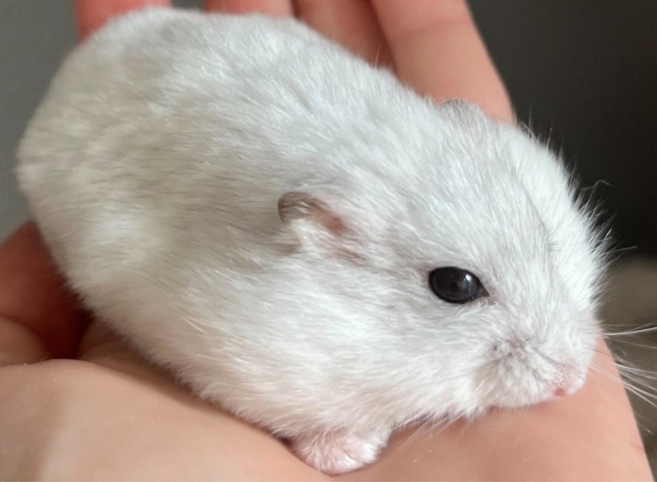 Hamster, Dværghamster , 0 år