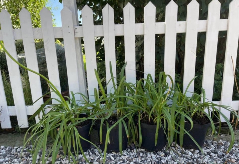 Agapanthus