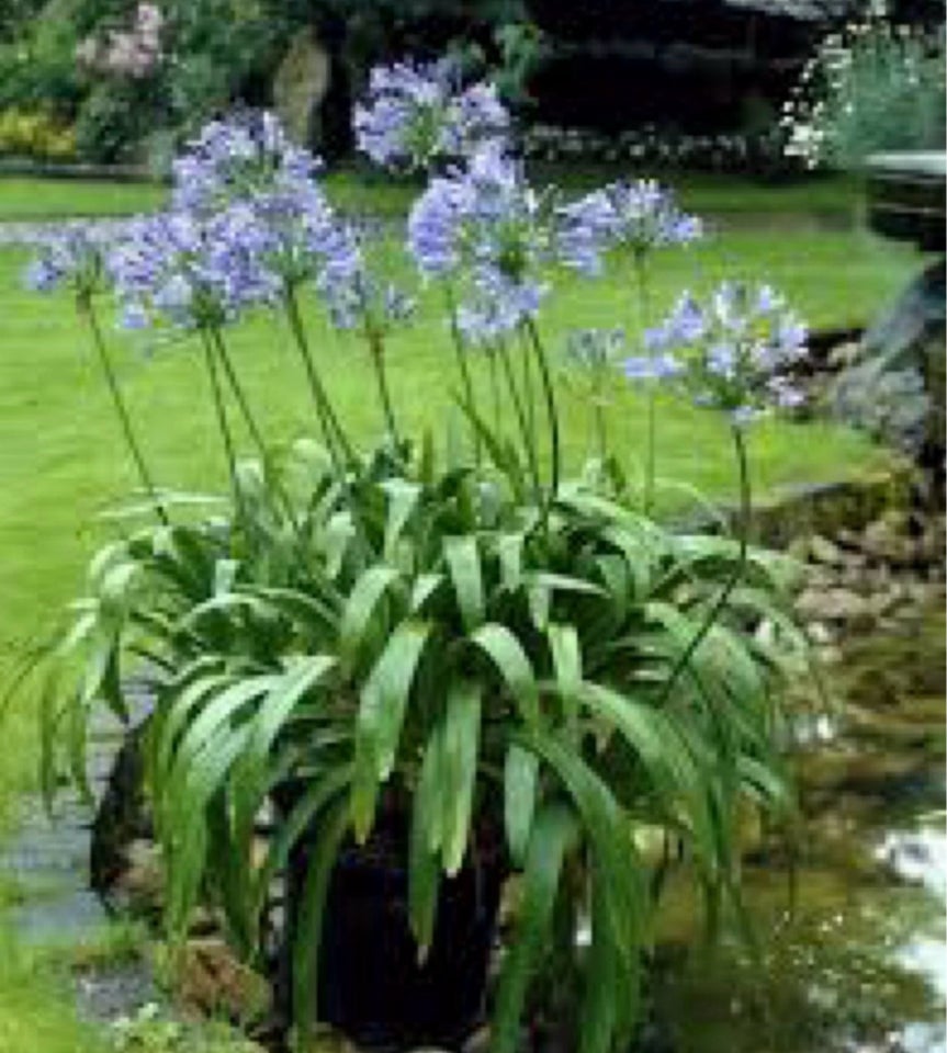 Agapanthus