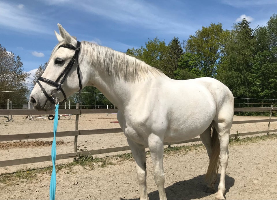 Blanding, hoppe, 12 år