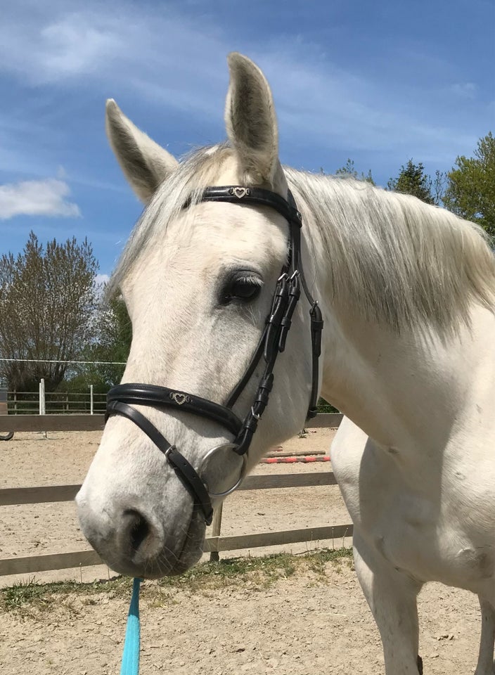 Blanding, hoppe, 12 år