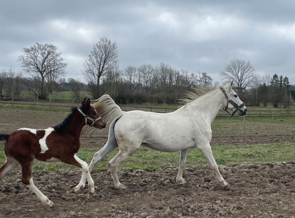 Blanding, hoppe, 12 år