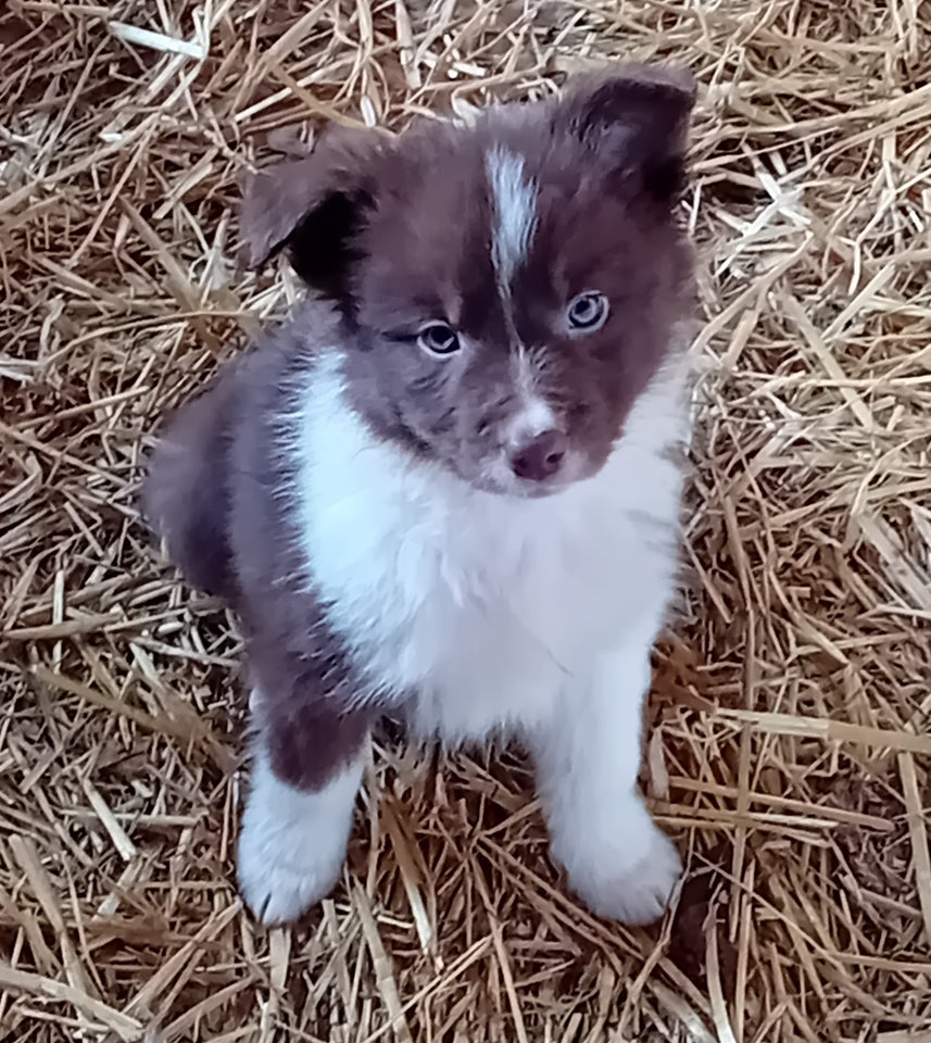 Border Collie, hvalpe, 8 uger