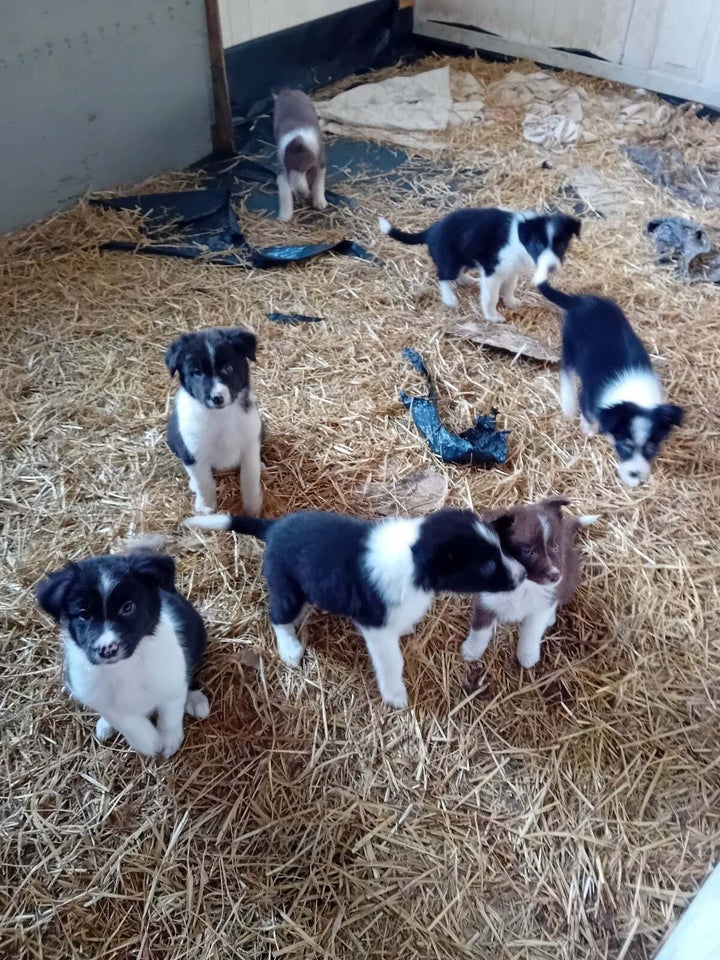 Border Collie, hvalpe, 8 uger