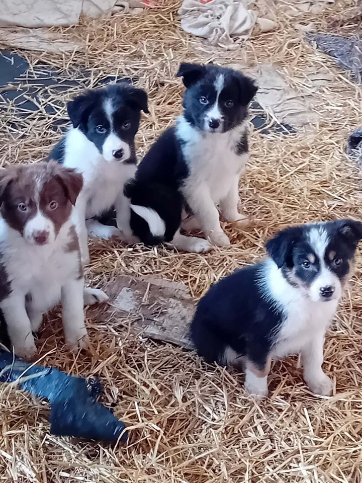 Border Collie, hvalpe, 8 uger