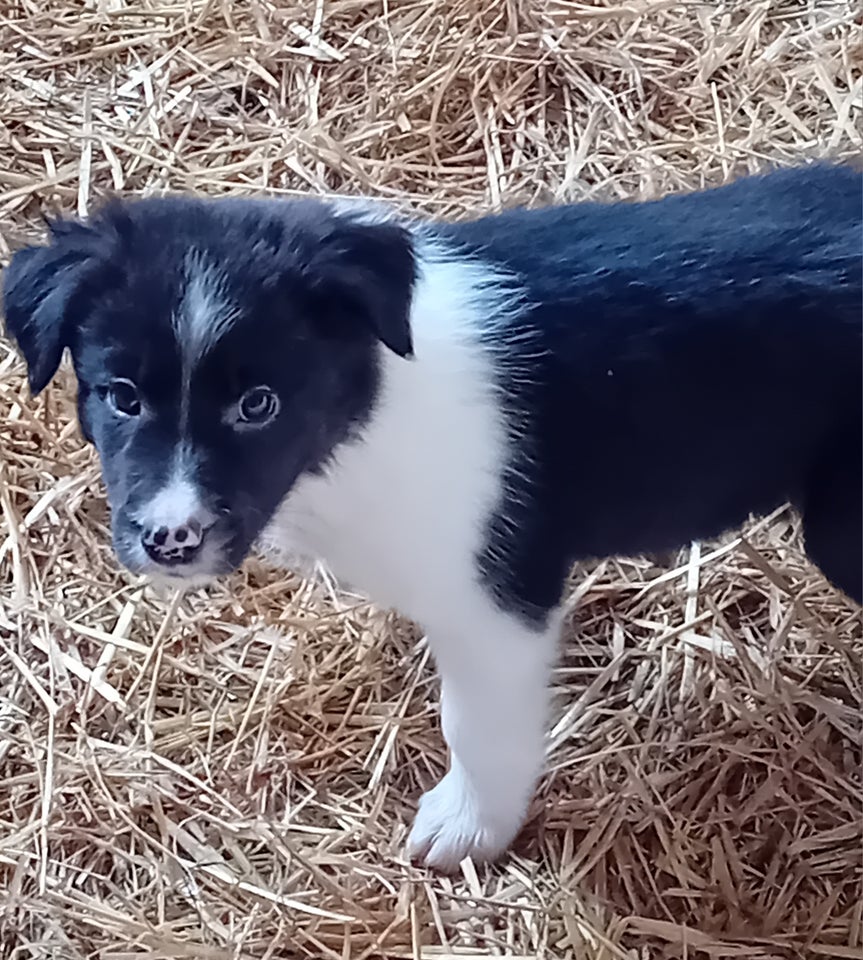 Border Collie, hvalpe, 8 uger