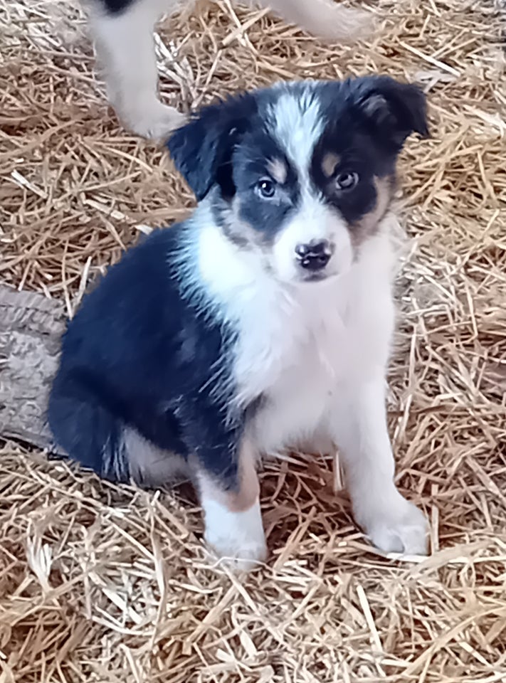 Border Collie, hvalpe, 8 uger