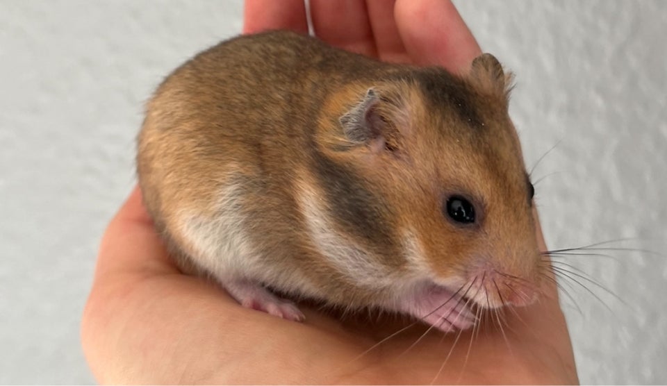 Hamster, Guldhamster, 0 år