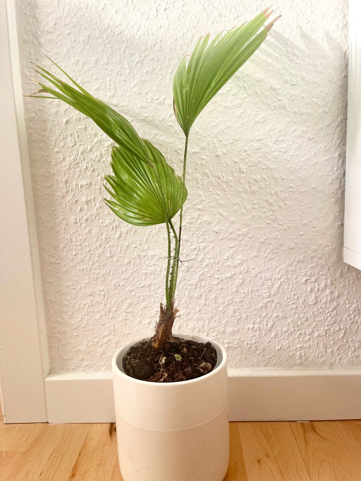 Gratis plant med vase