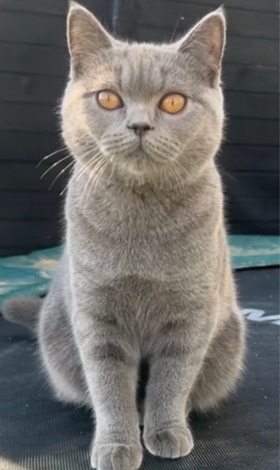 Hunkat British shorthair  2 år