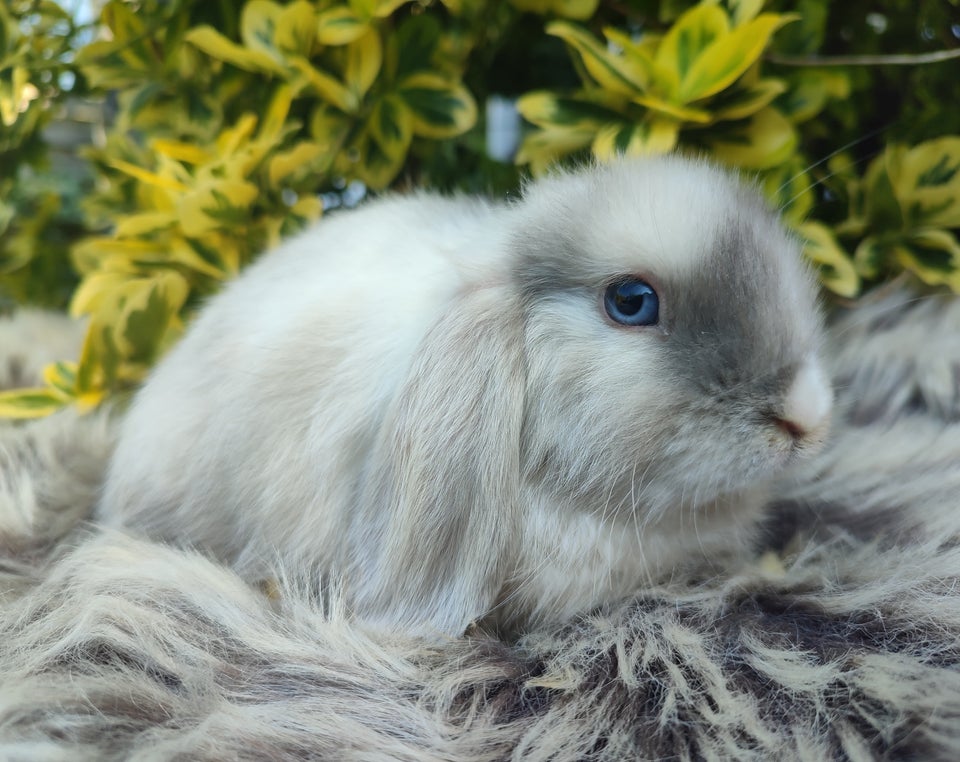 Kanin Minilop mini lop 0 år