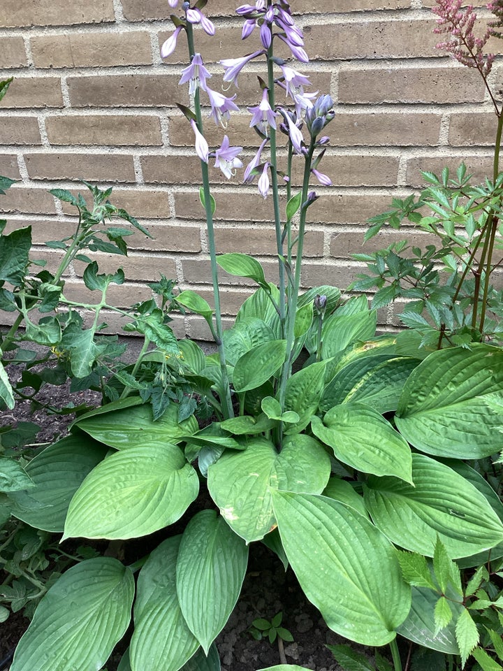 Stauder Hosta