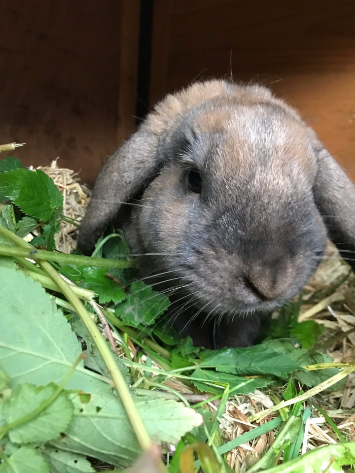 Kanin, Dværgvædder, 1 år