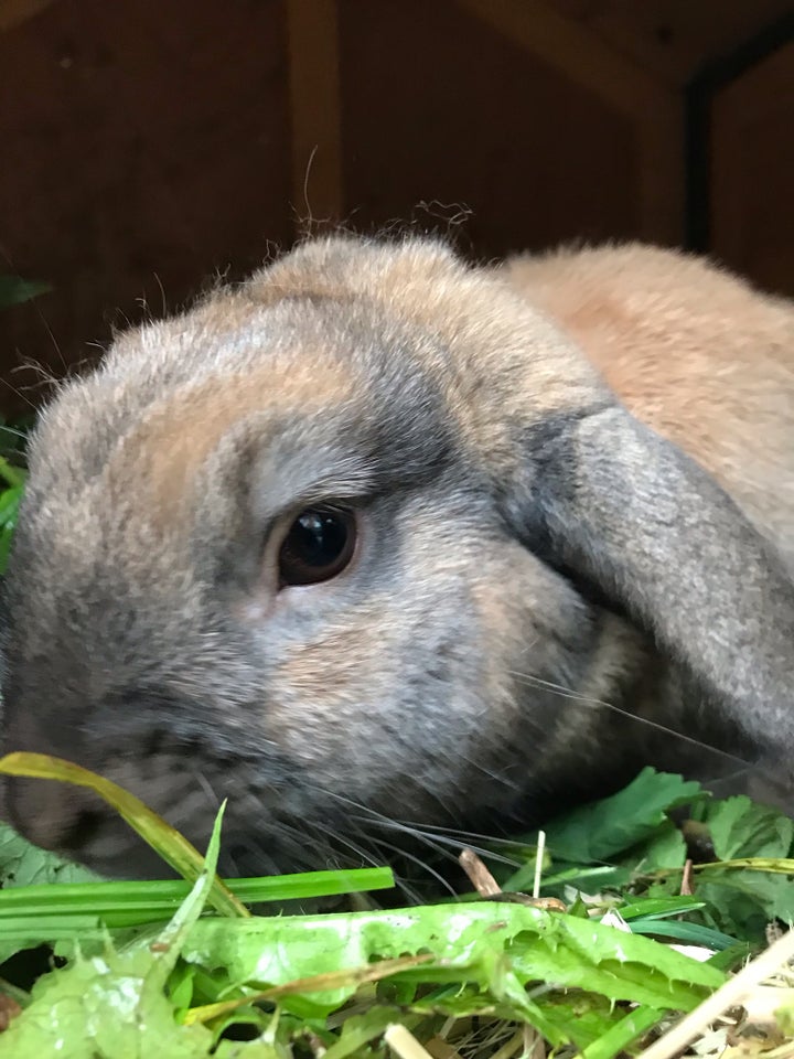 Kanin, Dværgvædder, 1 år