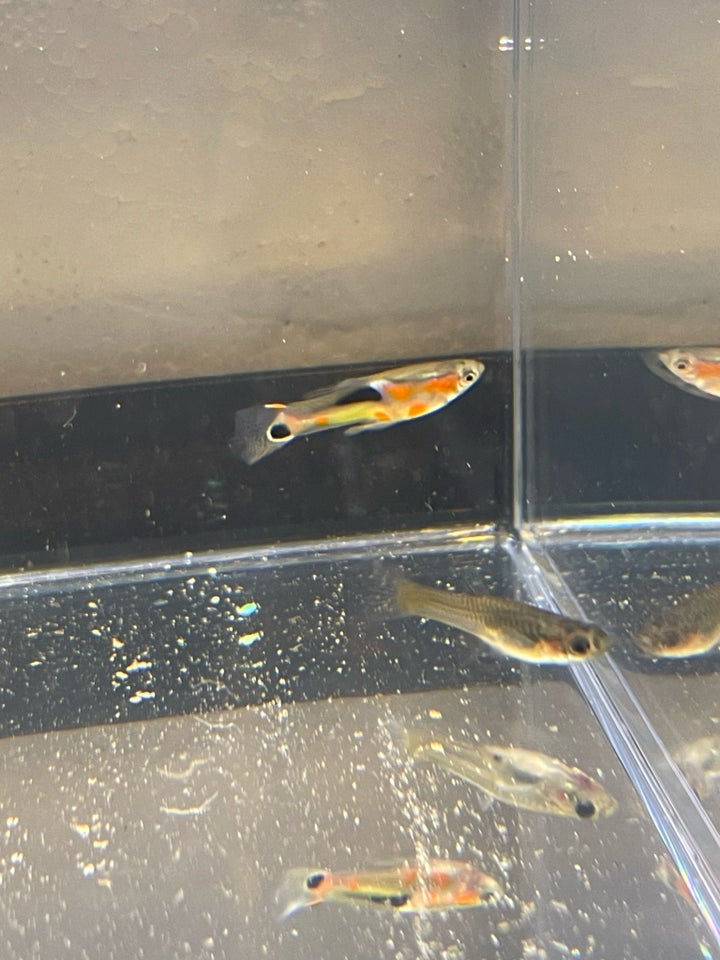 Endlers vildtype campoma n28 , 50