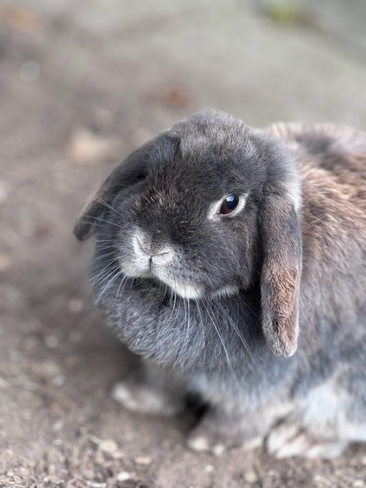 Kanin Mini lop 3 år