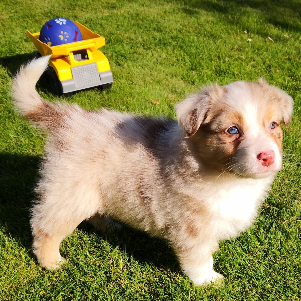 Australian shepherd hvalpe