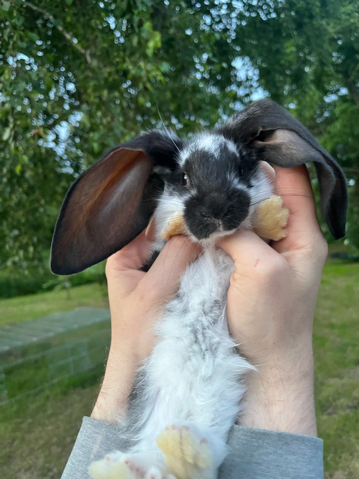 Kanin Engelske væddere