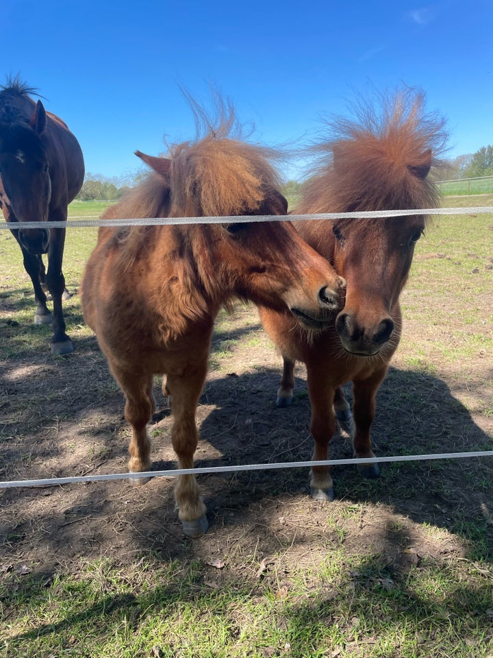 Shetlandspony hingst 1 år