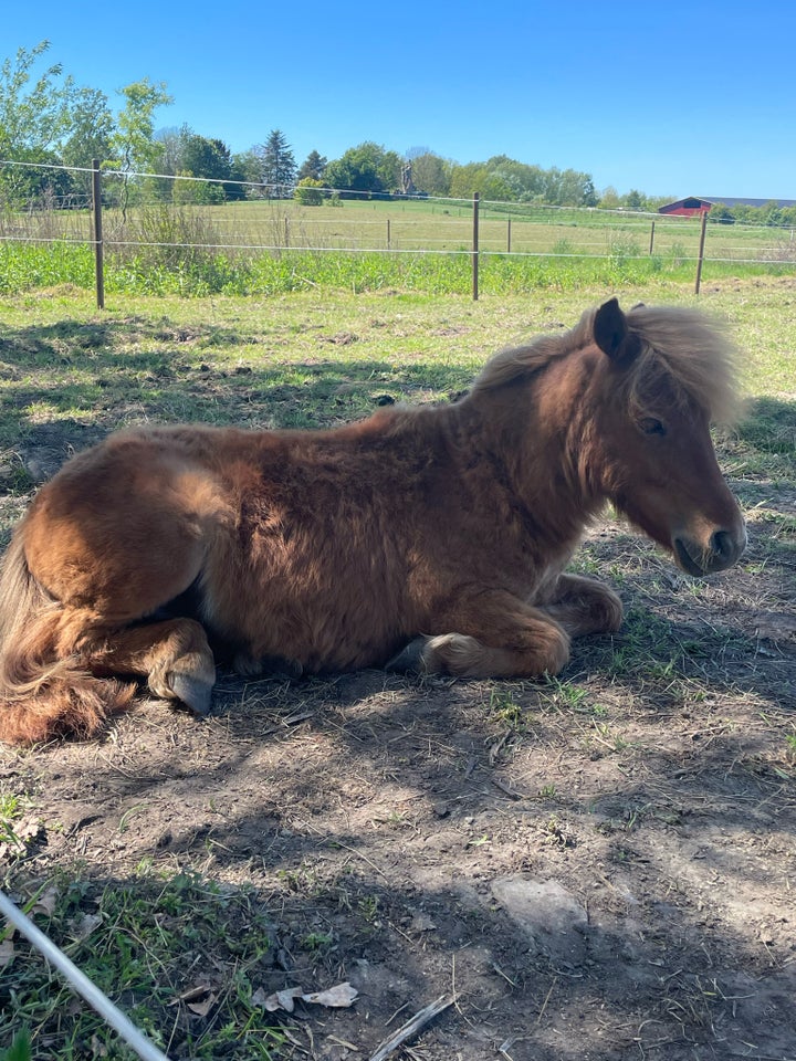 Shetlandspony hingst 1 år