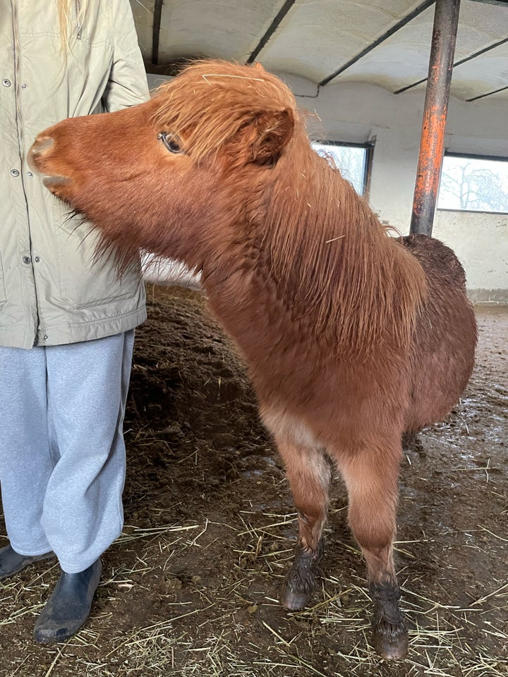 Shetlandspony hingst 1 år