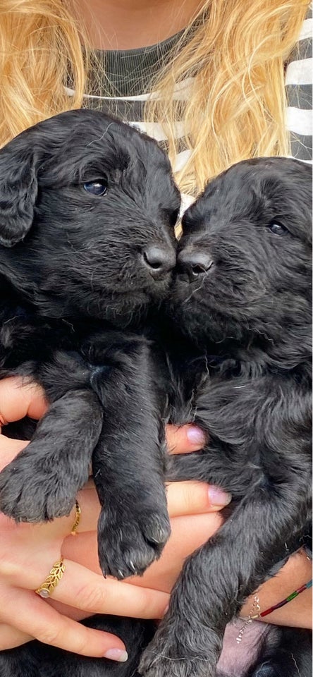 Goldendoodle/ Golden doodle,