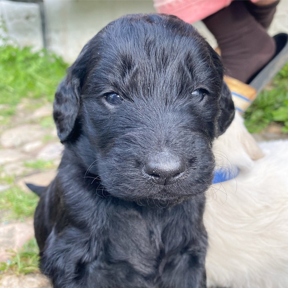 Goldendoodle/ Golden doodle,