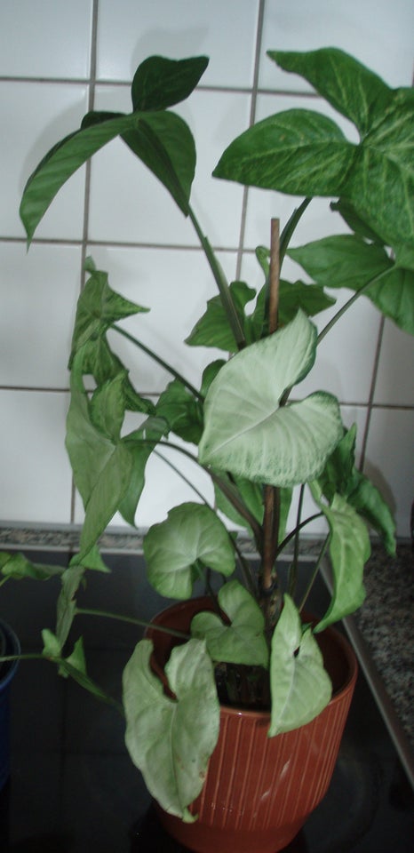 stueblomst gåsefod /syngonium