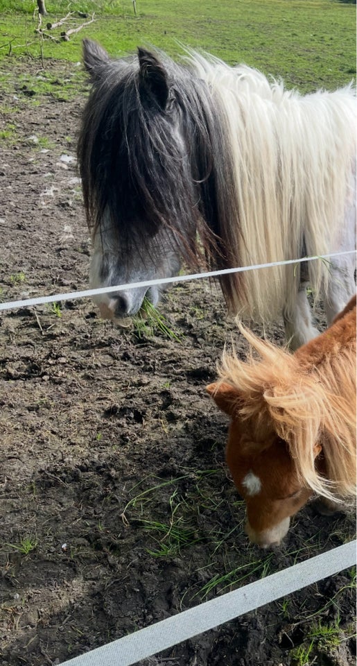 Tinker, hingst, 2 år