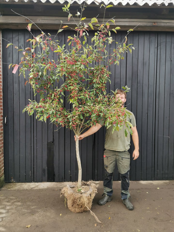 Benved, Euonymus europaeus 'Red