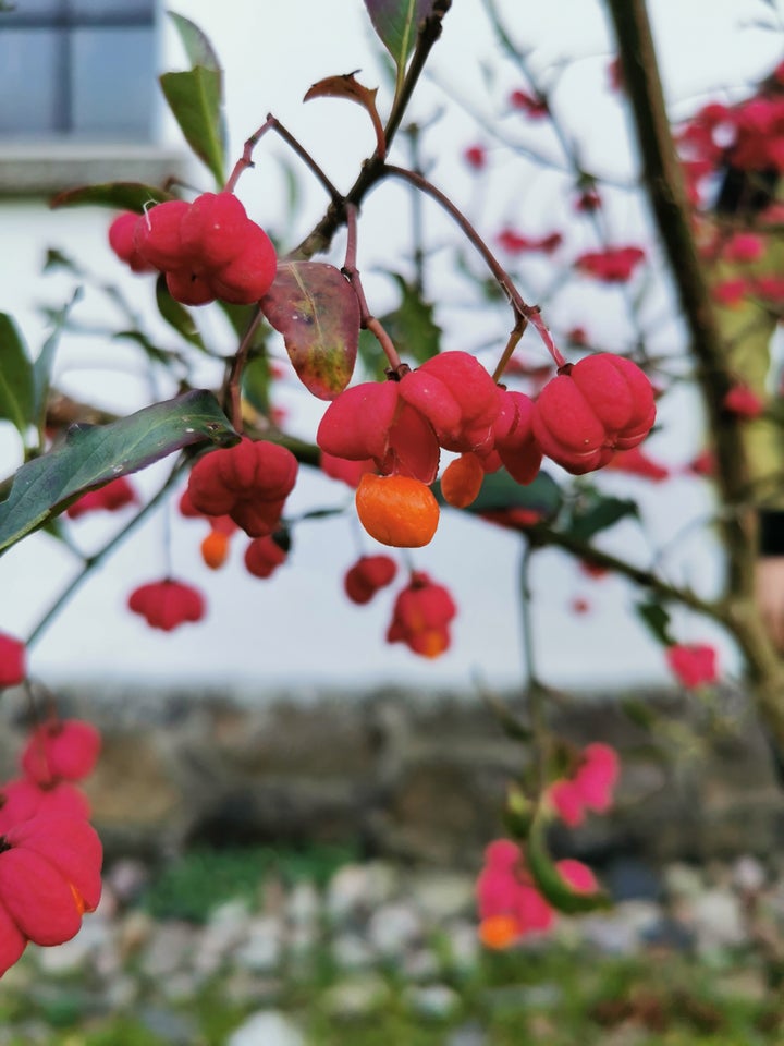 Benved, Euonymus europaeus 'Red