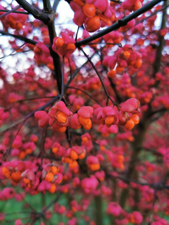 Benved, Euonymus europaeus 'Red