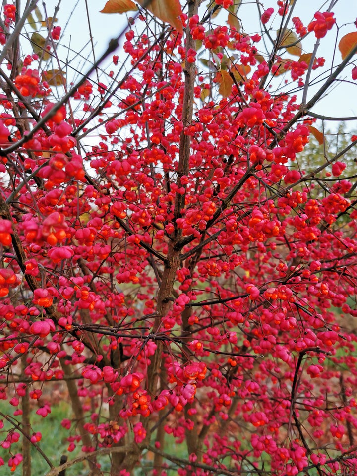 Benved, Euonymus europaeus 'Red