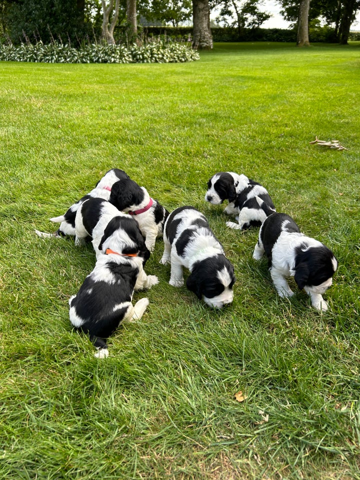 Engelsk springer spaniel hvalpe