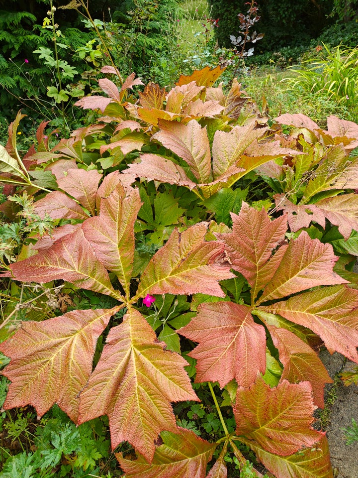 Staude Bronzeblad