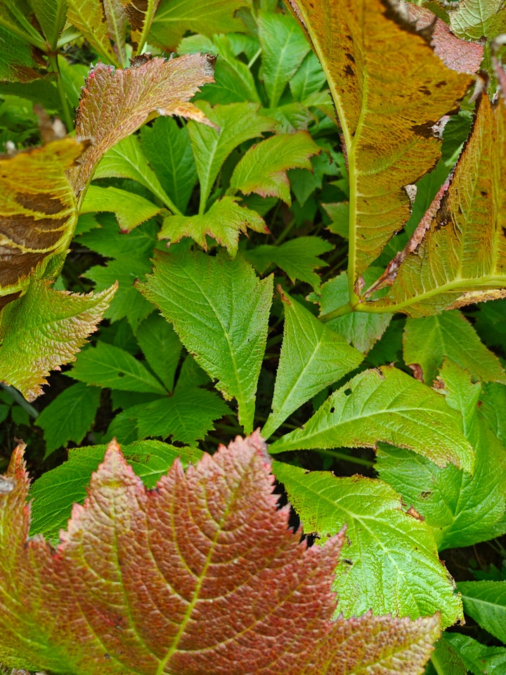 Staude Bronzeblad