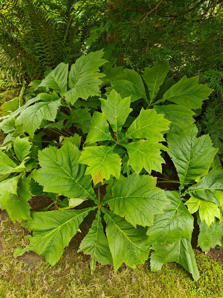 Staude Bronzeblad