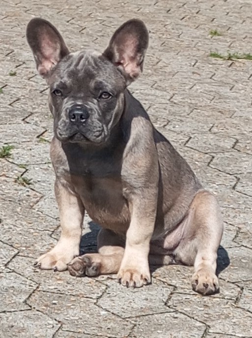 Fransk Bulldog hvalpe 4 mdr