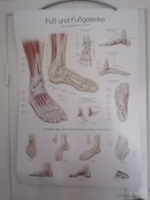 Anatomisk plakat Erler Zimmer