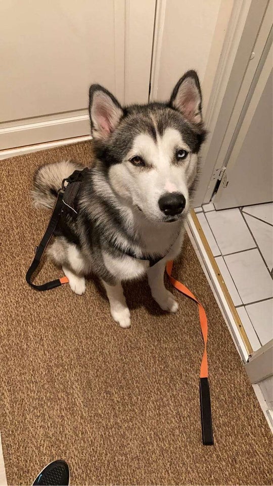 Husky/malamute, hund, 12 mdr.