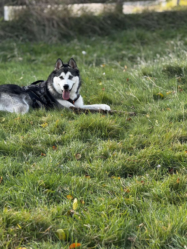 Husky/malamute, hund, 12 mdr.