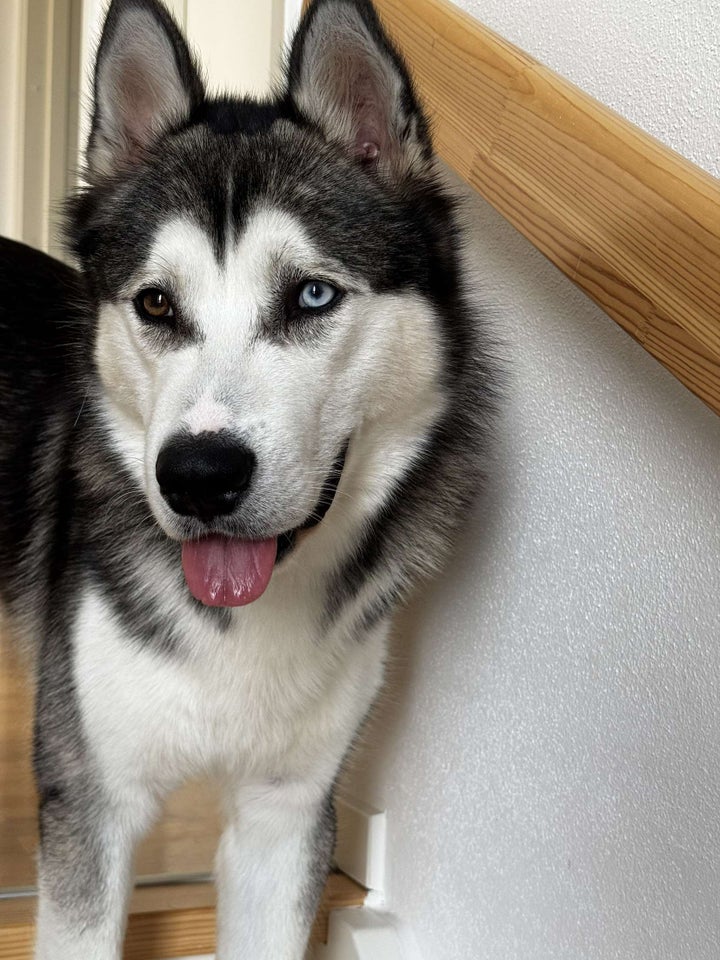 Husky/malamute, hund, 12 mdr.