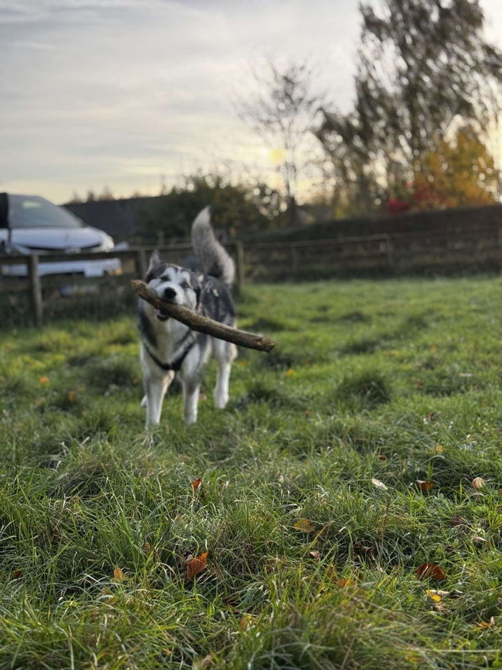 Husky/malamute, hund, 12 mdr.