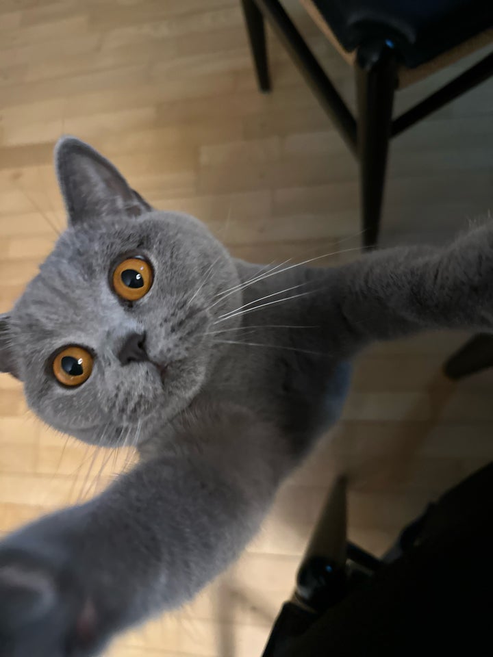 British Shorthair hunkat 3 år