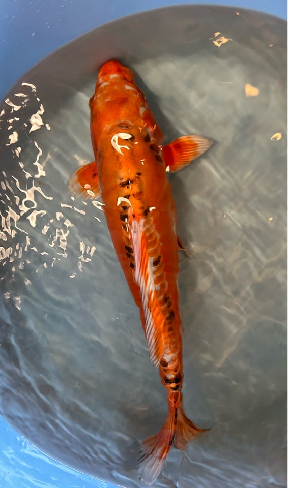 Japansk koi, 1 stk.