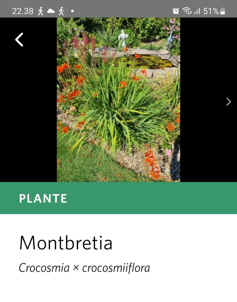 Staude, Montbretia