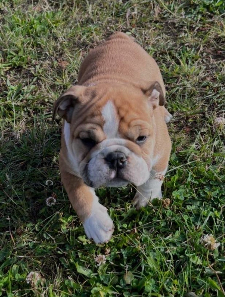 Engelsk bulldog , hund, 8 mdr.