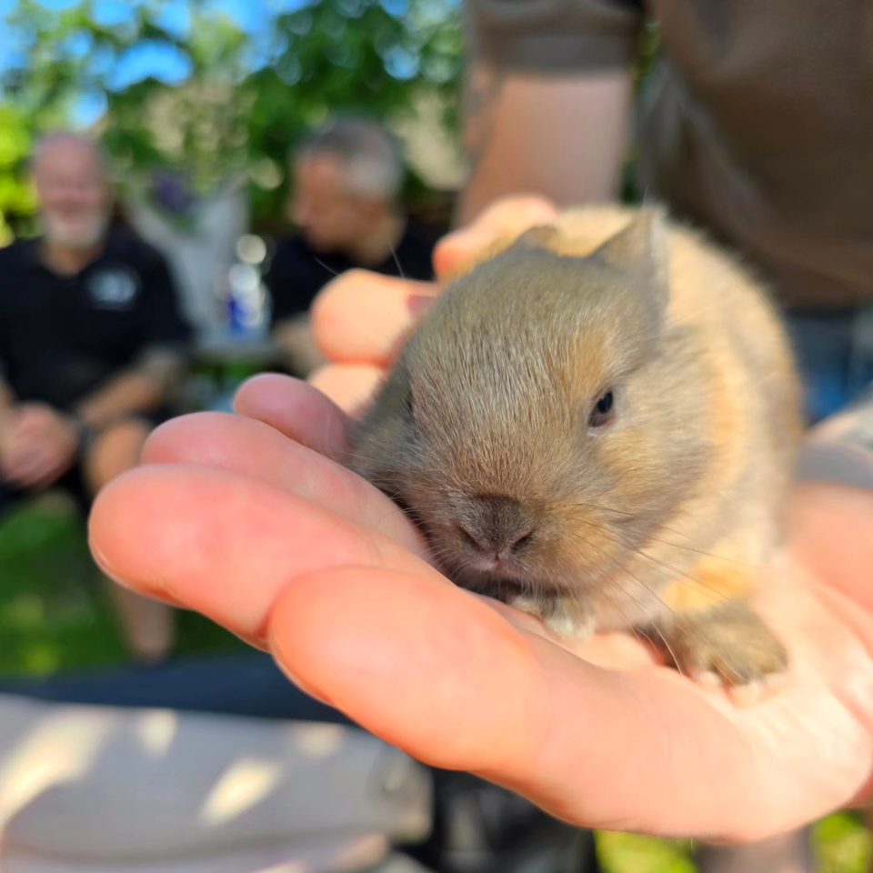 Kanin, Hermelin, 0 år